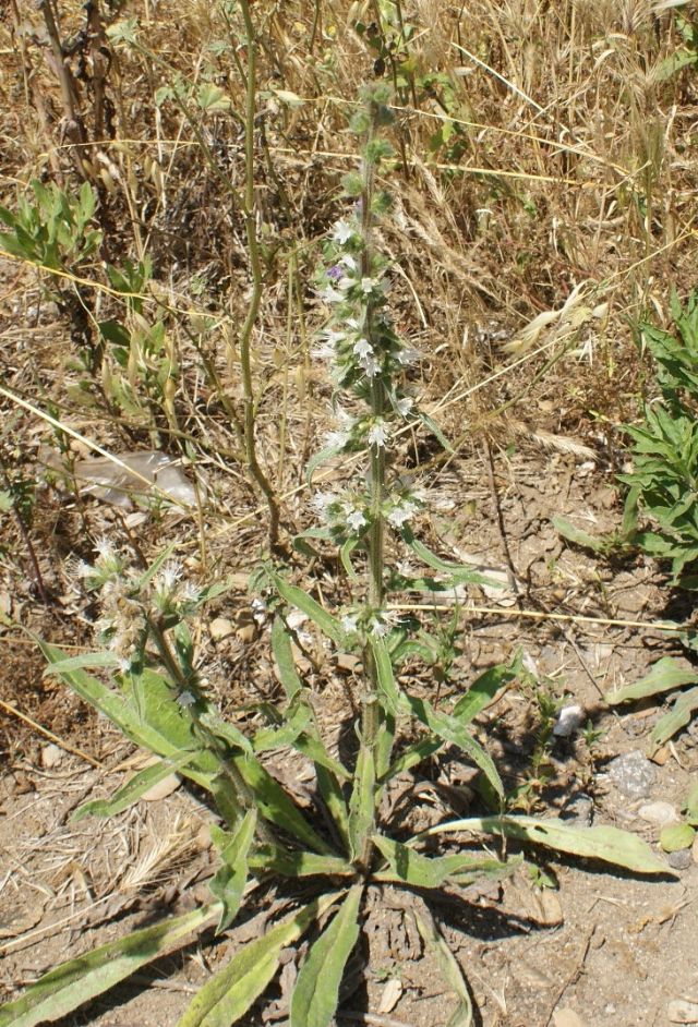 Echium italicum